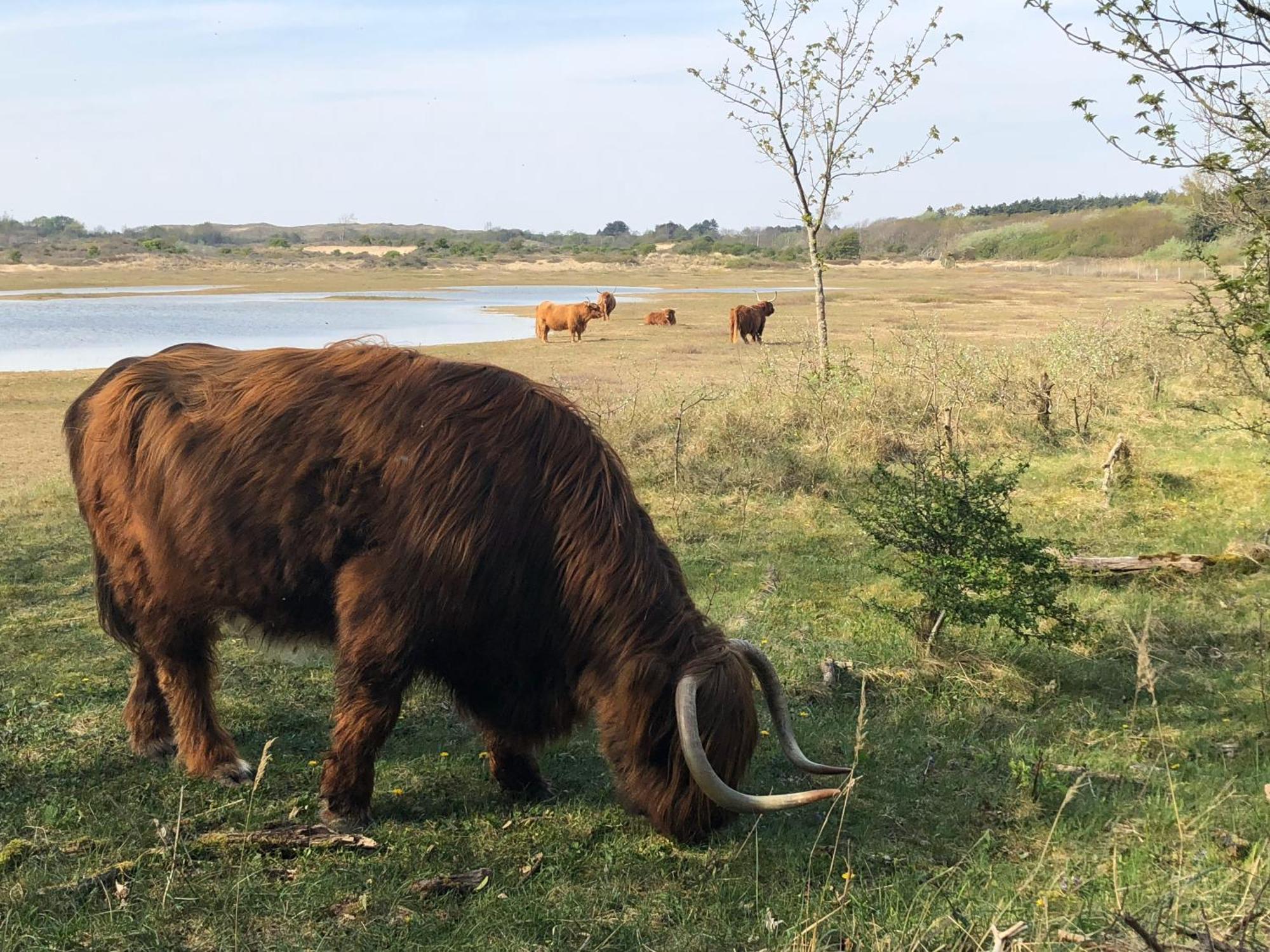 Eco Lodge Duin- Unieke Locatie -Strand, Duin En Nabij Cultuursteden Castricum Eksteriør billede